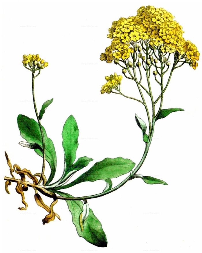 Алиссум скальный ботанический рисунок