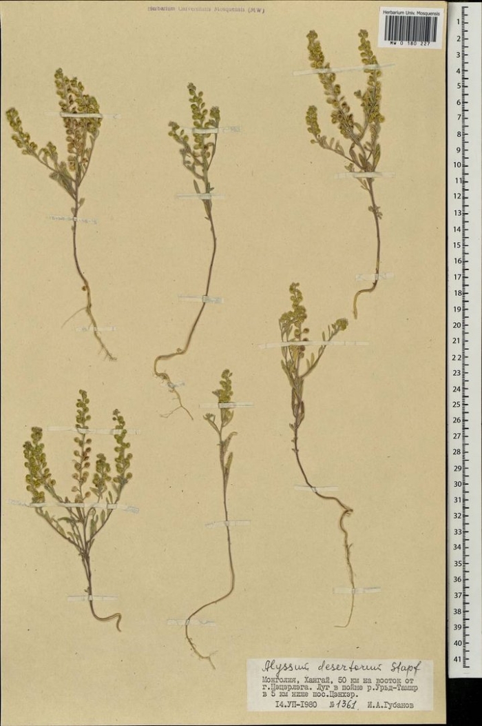Alyssum turkestanicum