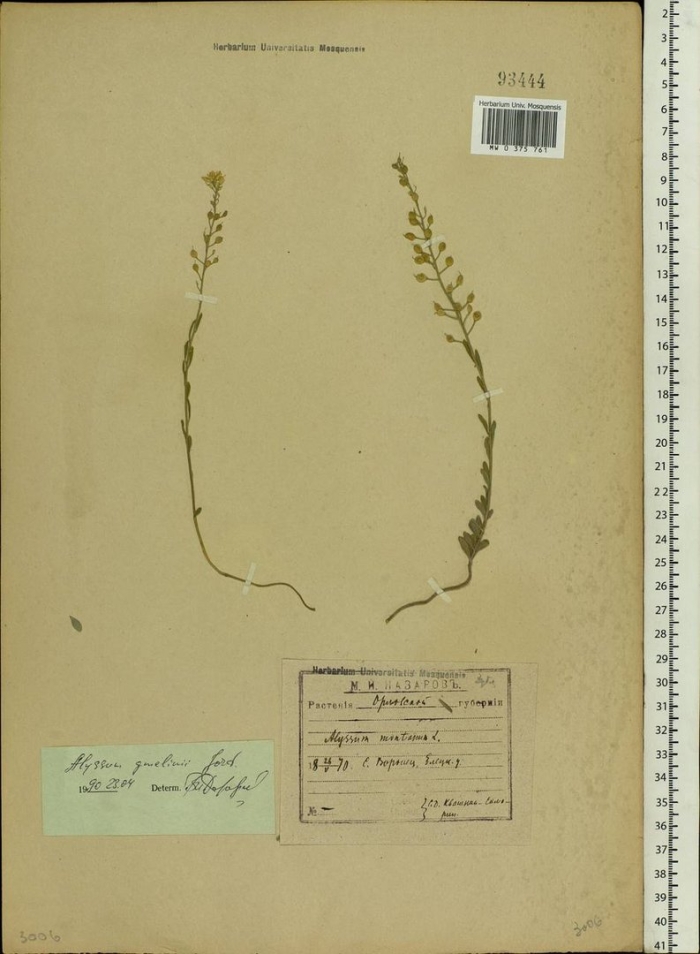 Пастушья сумка обыкновенная