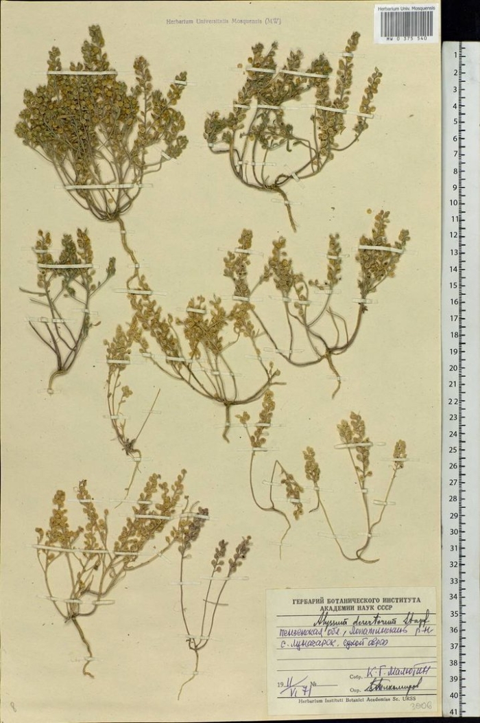 Бурачок туркестанский