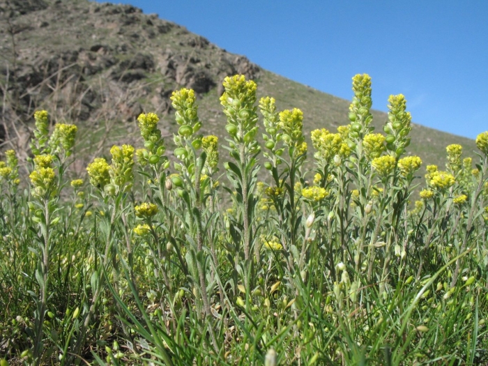 Бурачок пустынный (alyssum desertorum)