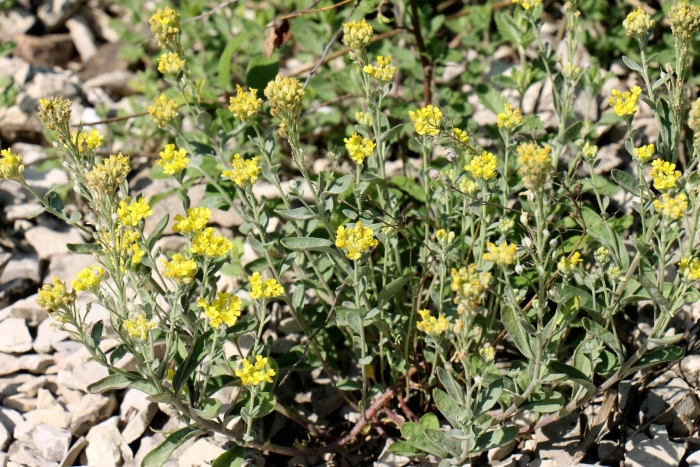 Бессмертник песчаный цмин