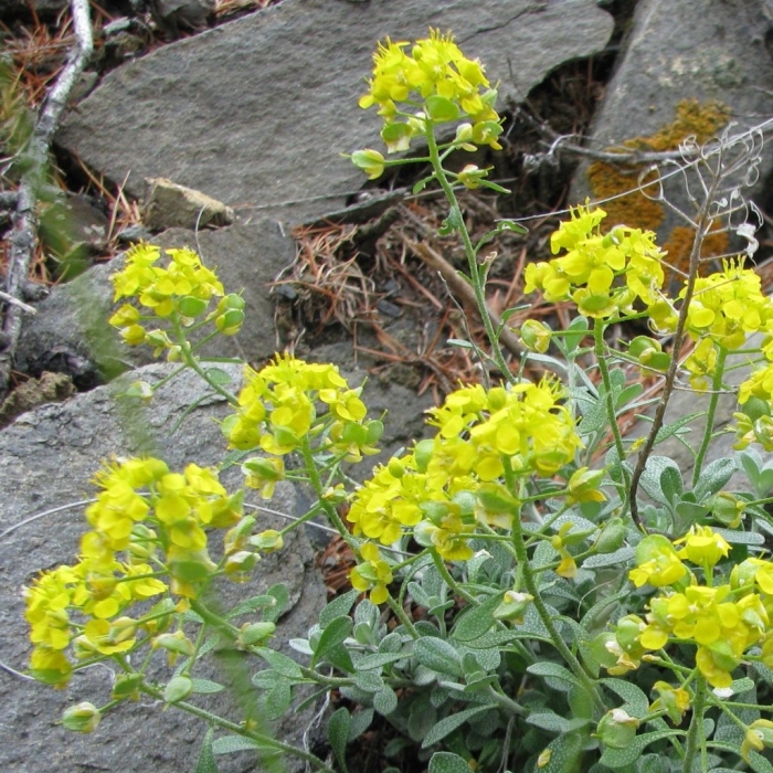 Erysimum aureum