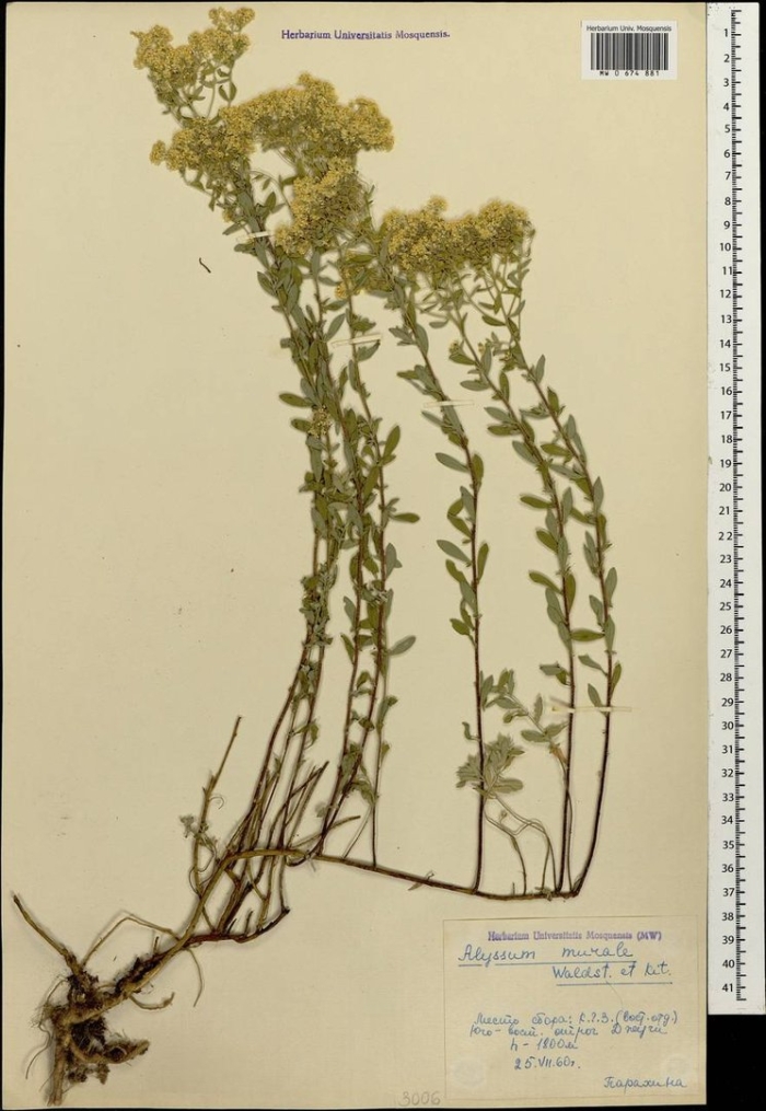 Крестовник якова senecio jacobaea