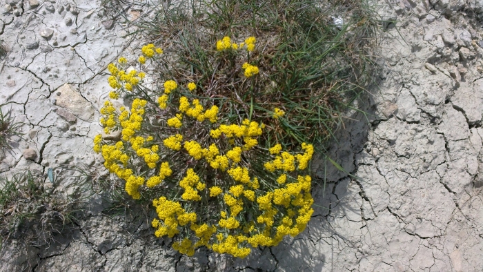 Бессмертник helichrysum stoechas