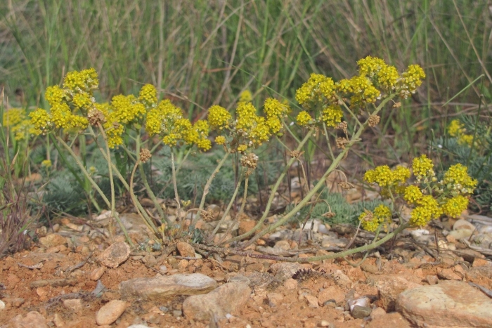 Alyssum borzaeanum