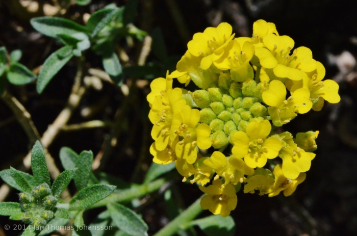 Алиссум бурачок