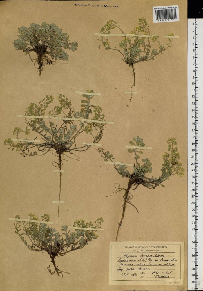 Вздутоплодник сибирский