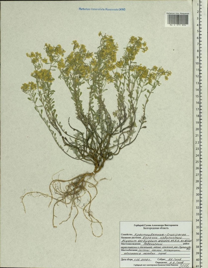 Бурачок гербарий