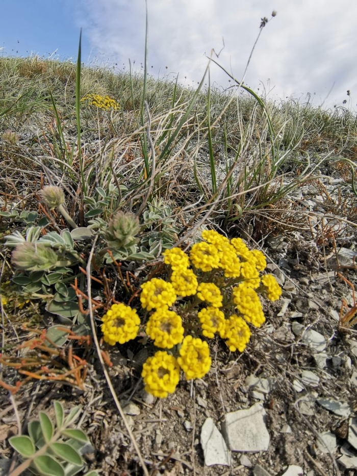 Бурачок ленский