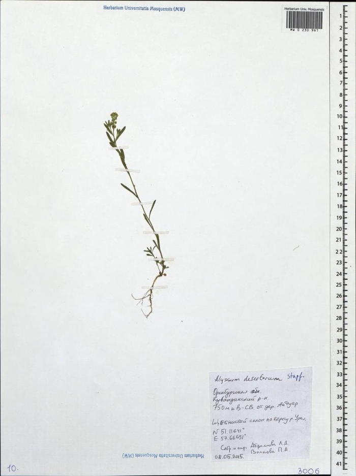 Пастушья сумка гербарий