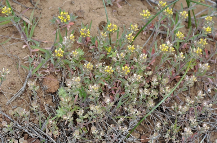 Alyssum desertorum