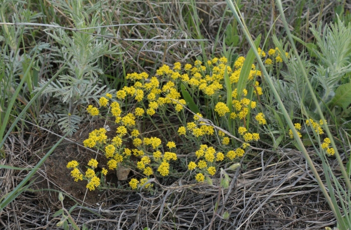 Бессмертник helichrysum stoechas