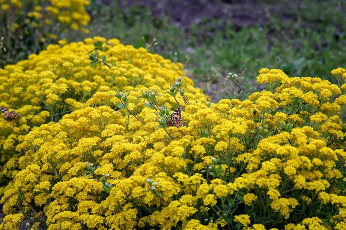 Алиссум скальный золотая