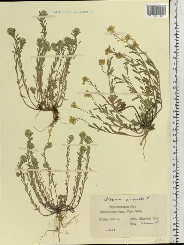 Potentilla semilaciniosa