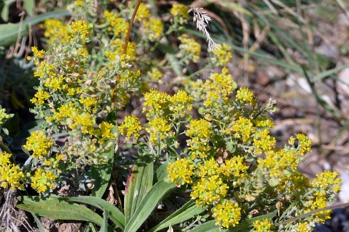 Бурачок полевой