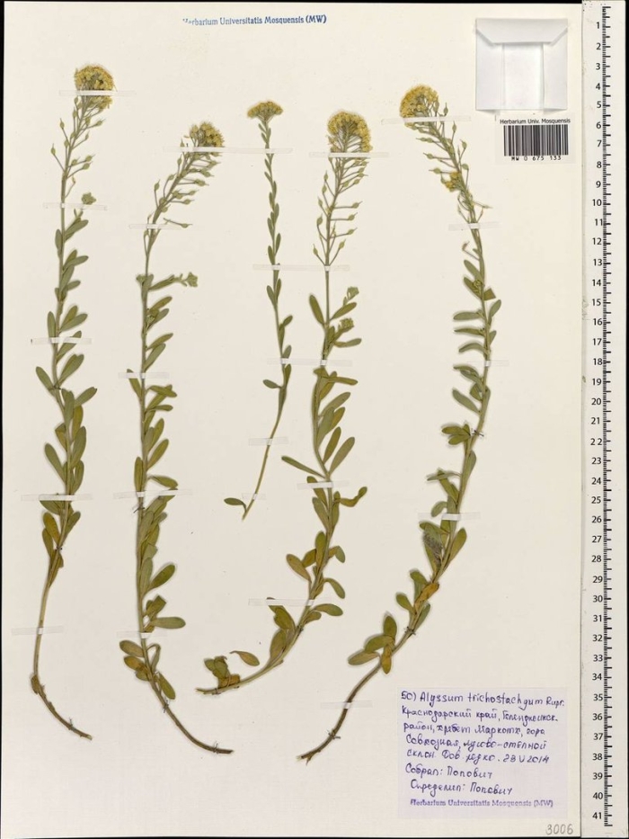 Alyssum trichostachyum