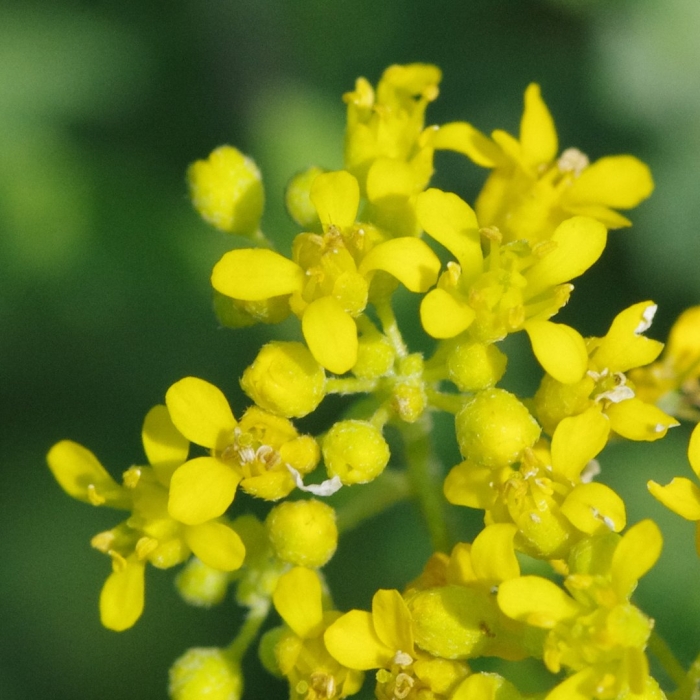Свербига восточная bunias orientalis