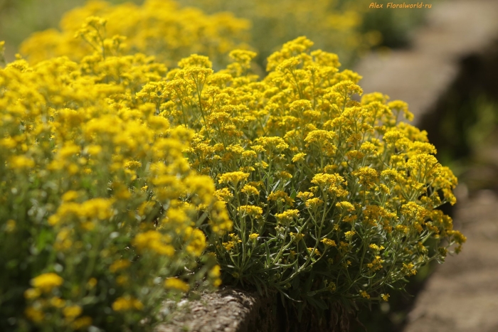 Алиссум скальный золотая