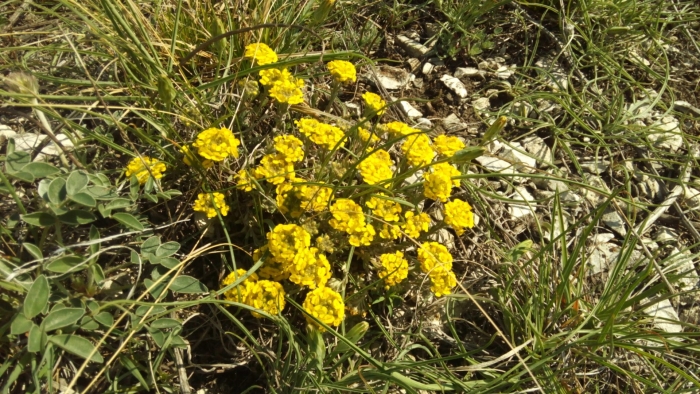 Бурачок ленский