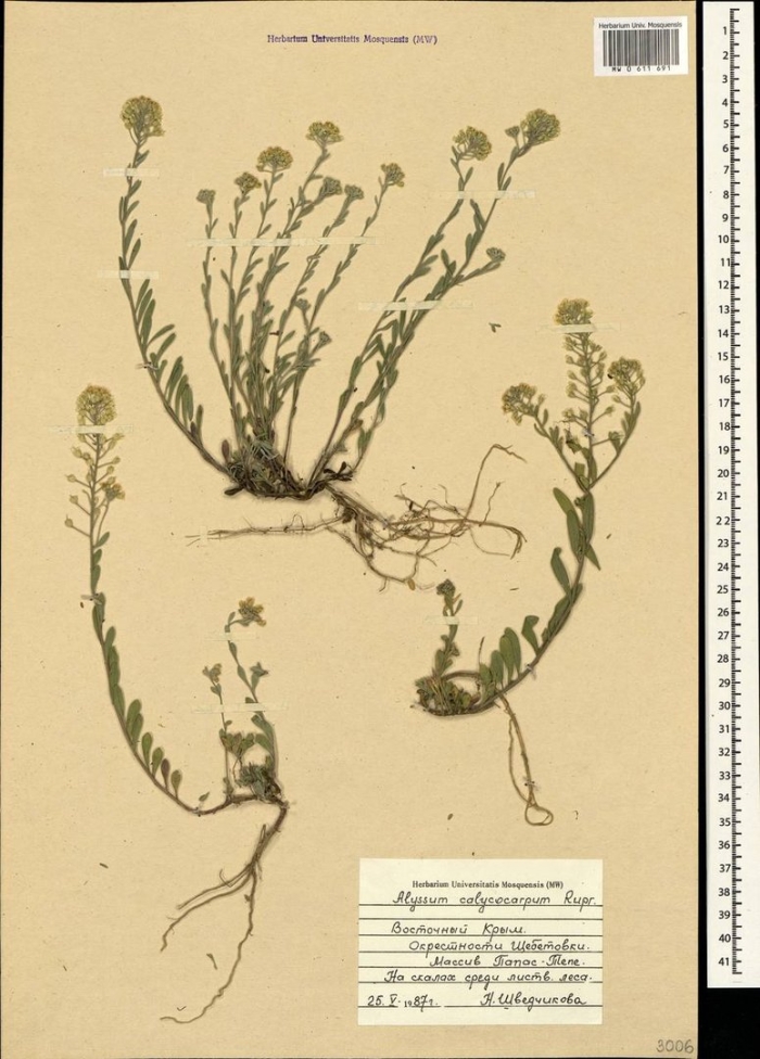 Бессмертник песчаный гербарий