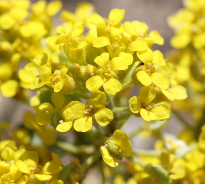 Сурепка обыкновенная