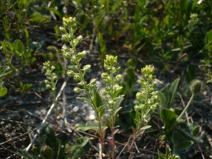 Lepidium virginicum