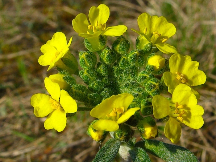 Алиссум горный (alyssum montanum