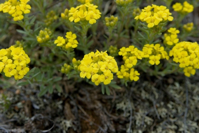 Alyssum obovatum