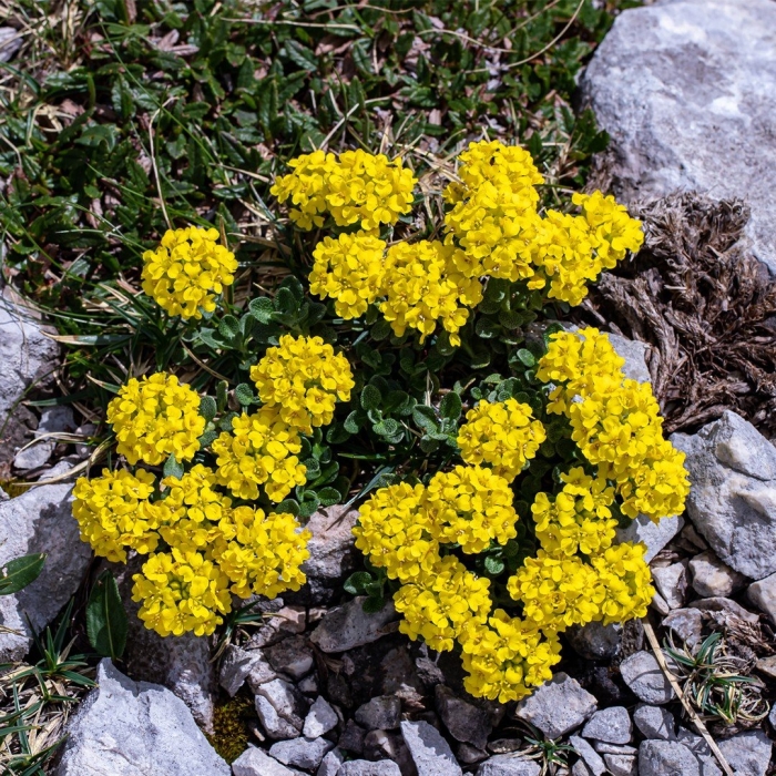 Алиссум скальный золотой самородок