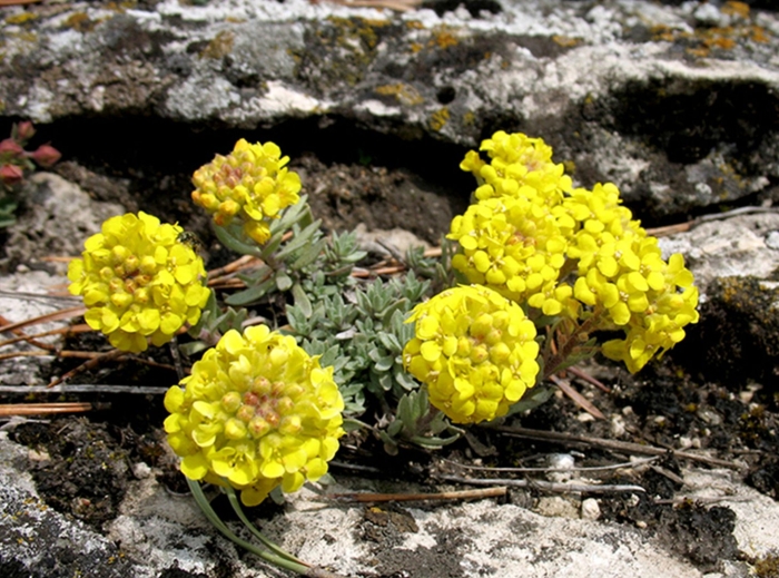 Бурачок ленский