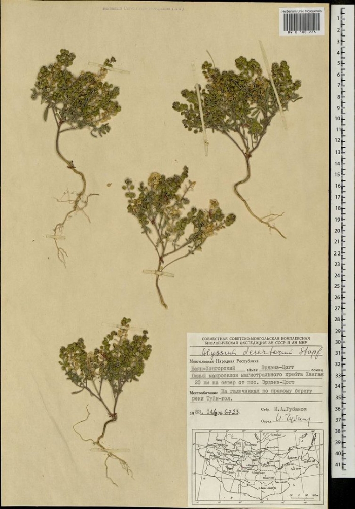 Alyssum turkestanicum