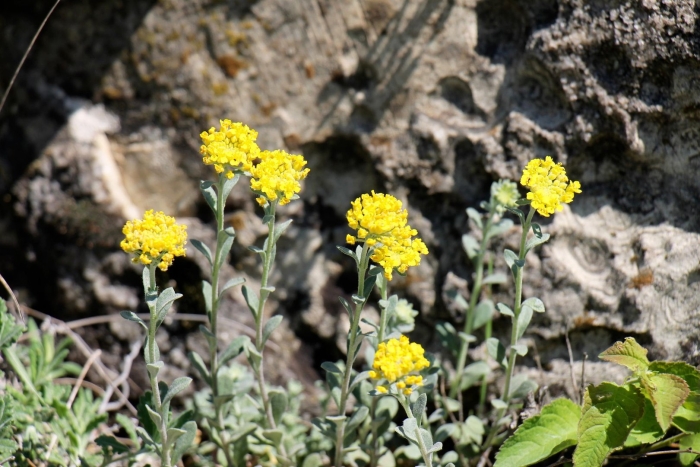 Тысячелистник войлочный (achillea tomentosa)