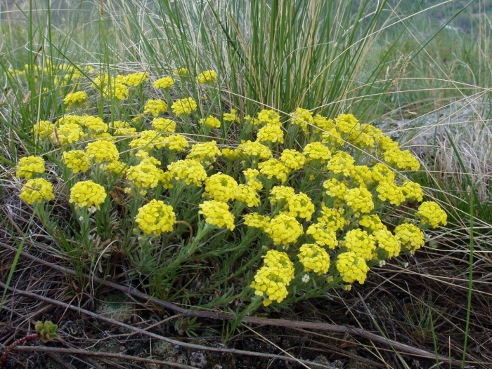 Бурачок ленский