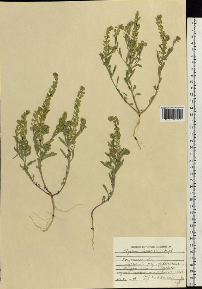 Марь сизая (chenopodium glaucum)