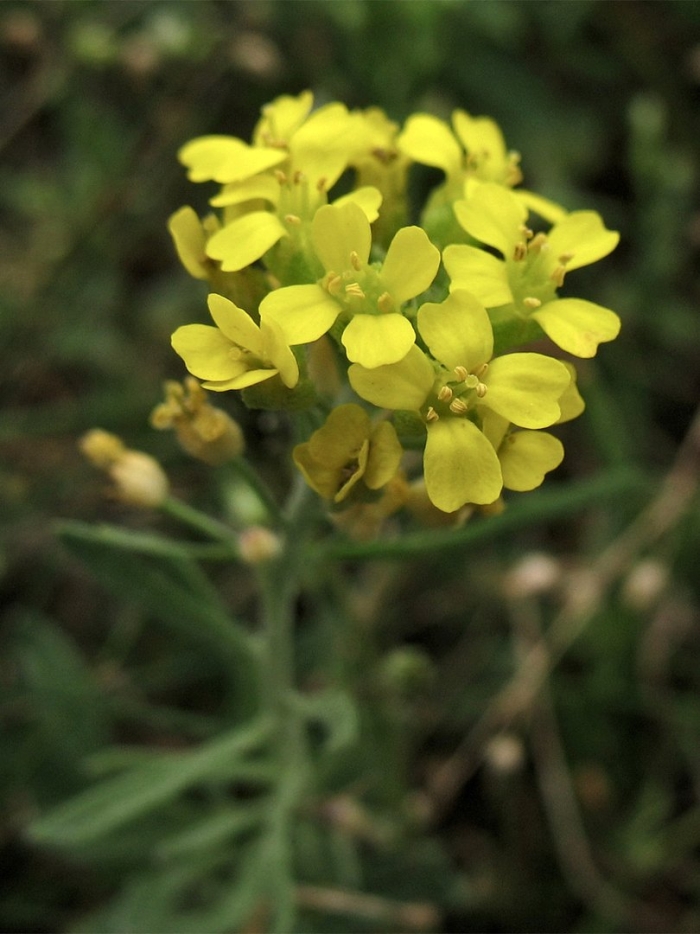 Горчица сарептская brassica juncea