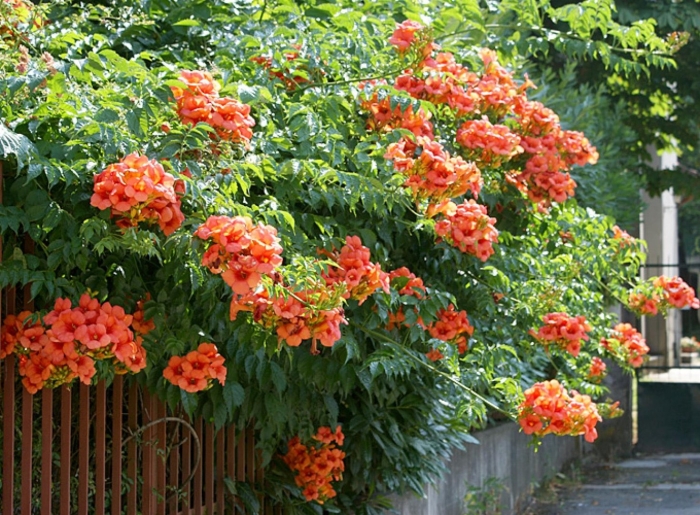 Кампсис лиана