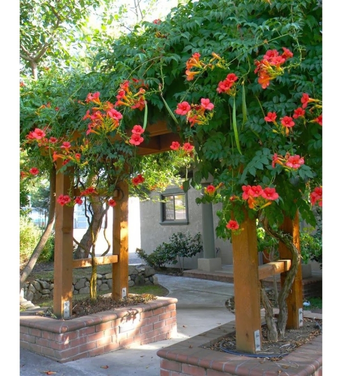 Текома кампсис