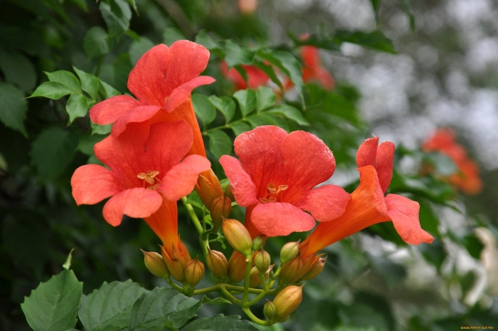 Кампсис лиана