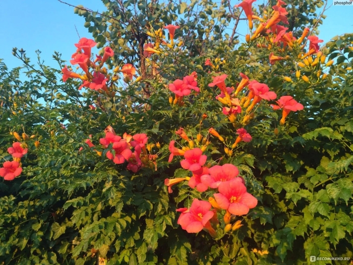 Кампсис укореняющийся фламенко