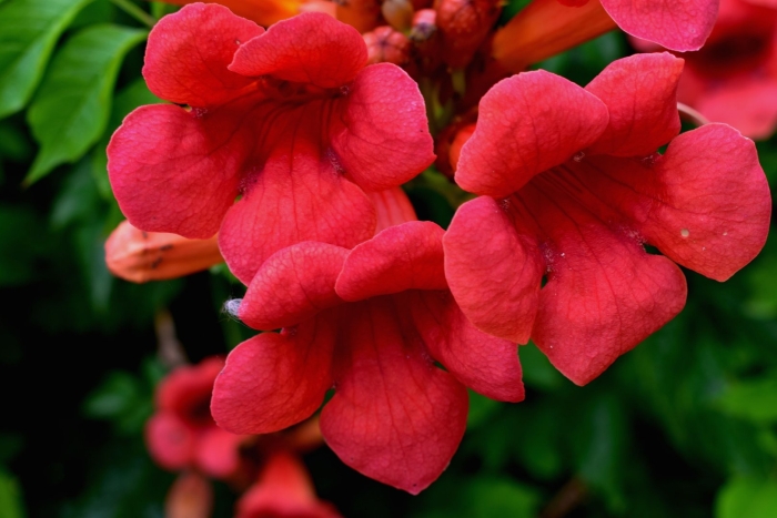 Кампсис фламенко