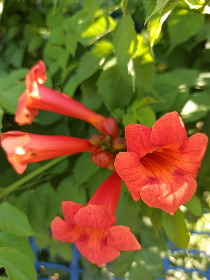 Растение кампсис