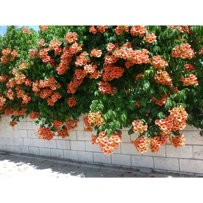 Кампсис лиана