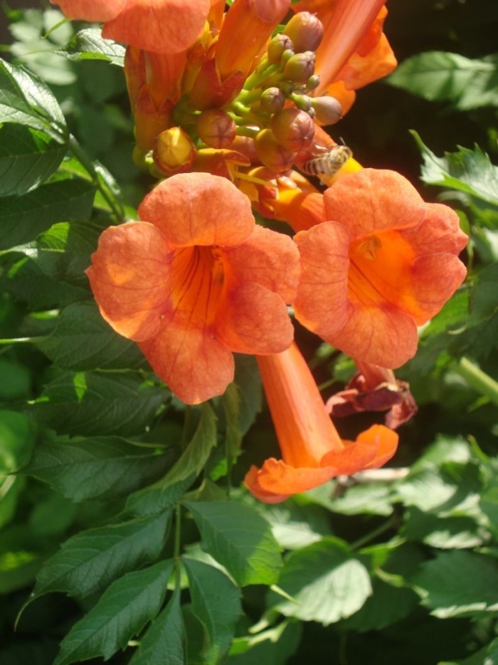 Кампсис лиана