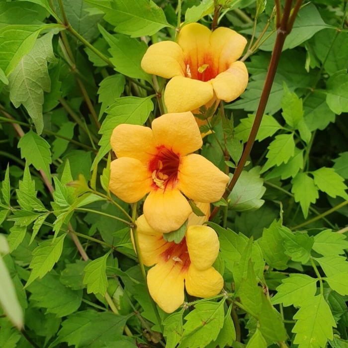 Кампсис лиана