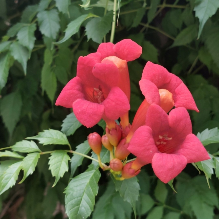 Кампсис лиана