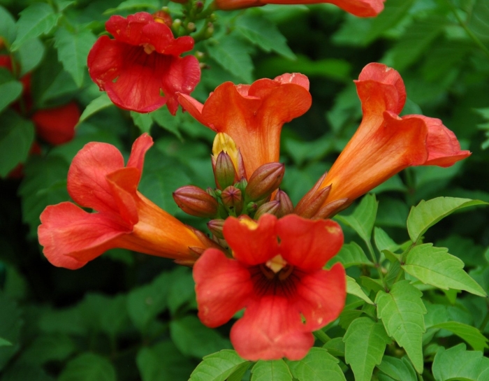 Trumpet creeper