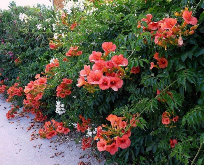 Кампсис лиана