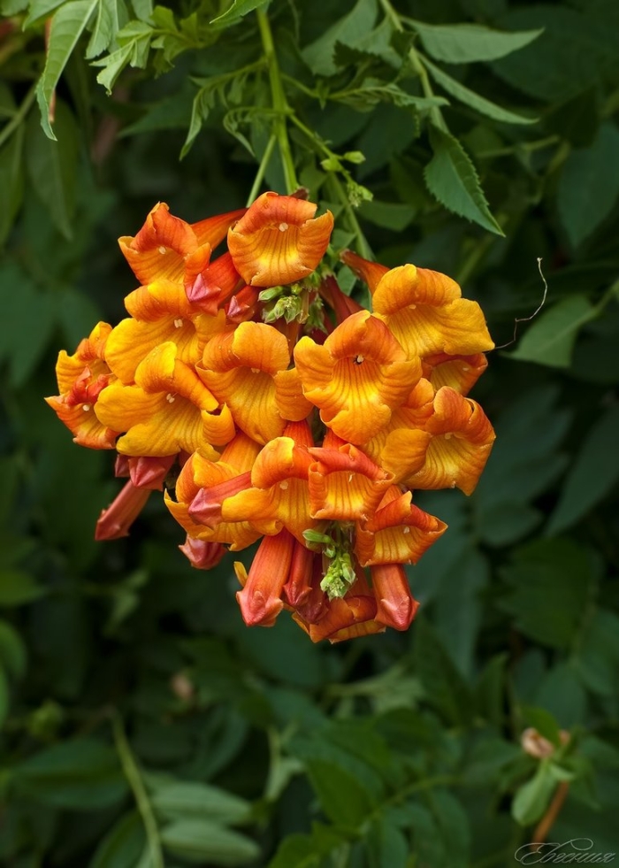 Кампсис лиана