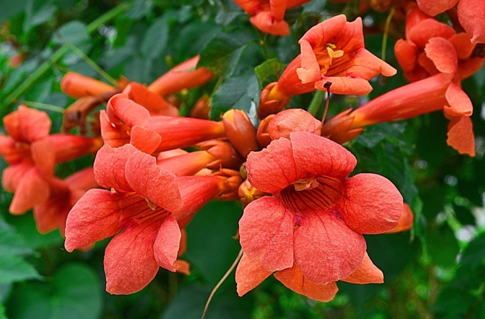 Кампсис лиана